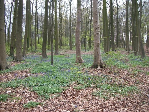 035-Boelarebos met een overvloed van boshyacinten