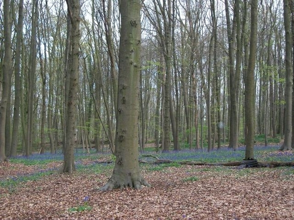 038-Boelarebos die een paarse kleur straalt...