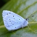 Boomblauwtje (Celastrina argiolus)