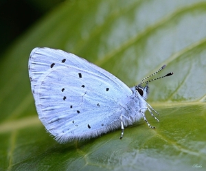 Boomblauwtje (Celastrina argiolus)