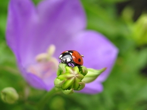 Lieveheersbeestje