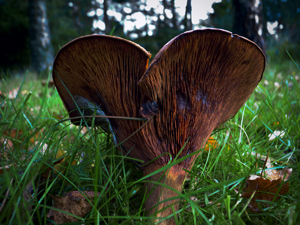 champignon_R117