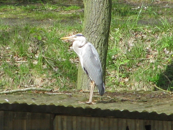 Koningshooikt 051