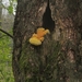 Dongen, 28 april 2012 077