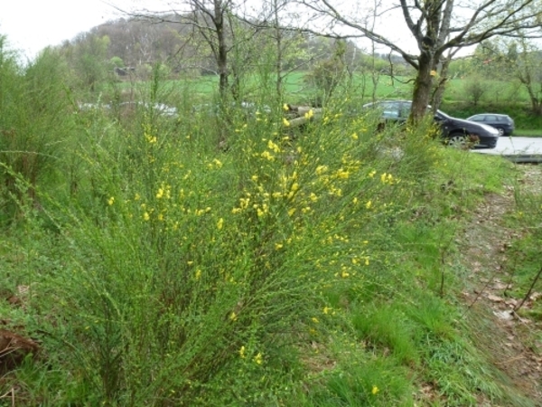 2012-05-01 Bouillon 004