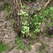 2012-05-01 Bouillon 014