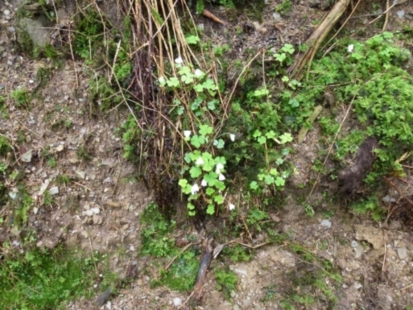 2012-05-01 Bouillon 014