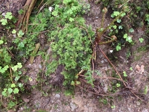 2012-05-01 Bouillon 015