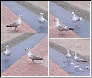 Meeuwen