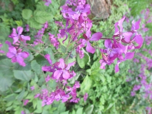 Beek, 5 mei 2012 059