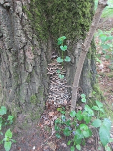 Beek, 5 mei 2012 092