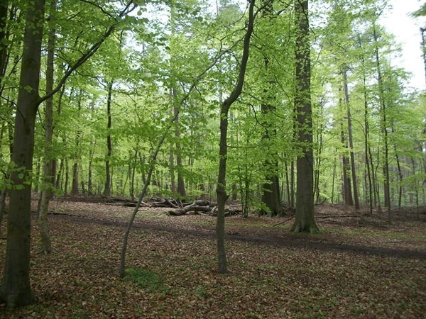 042-Begijnenbos-28ha groot