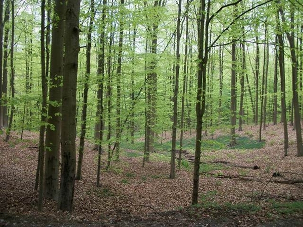 072-Hallerbos-552ha groot