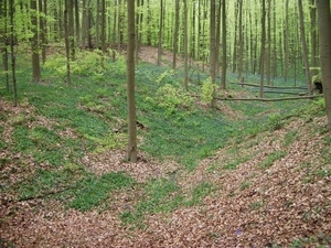 076-Hallerbos met talrijke hyacinten