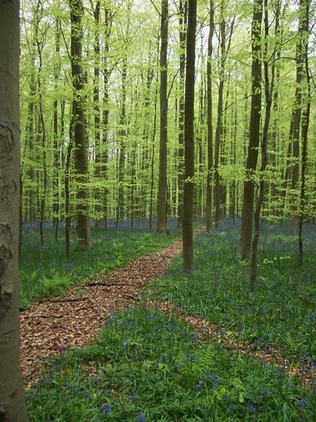 089-Paarse kleur van hyacinten