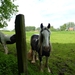 2012-05-08 Herzele 019