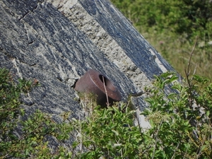 OPAAL-KUST 22-7-2011 312