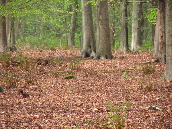 Peerdsbos Schoten