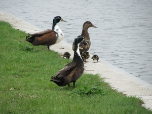 2n mama, twee papa, zeven kleintjes