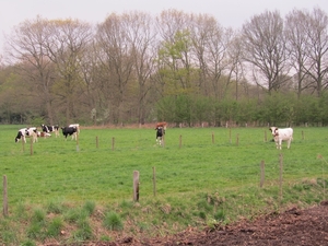 Vee naast het kanaal