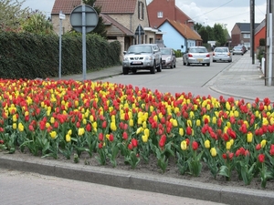 Tulpen