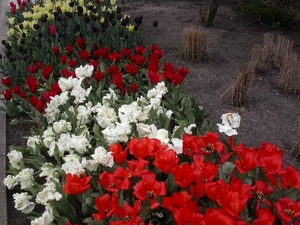 Tulpen