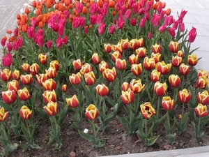 Tulpen