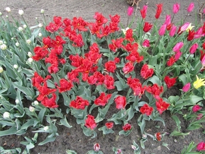 Tulpen