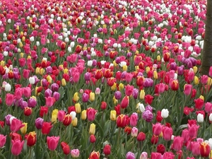 Moeten er nog tulpen zijn?