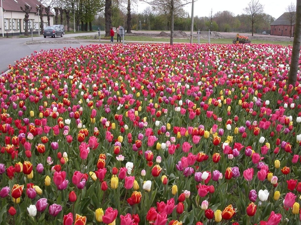 Tulpen in Berendrecht