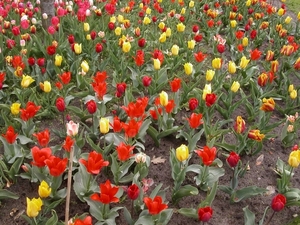 Tulpen