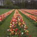 Hoeveel rode tulpen?