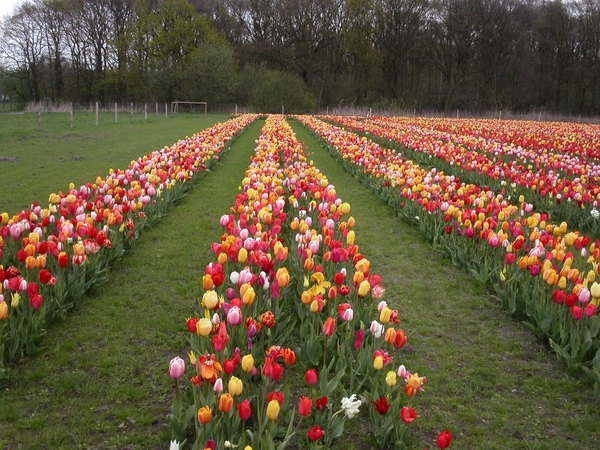 Hoeveel rode tulpen?