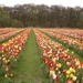 Hoeveel gele tulpen?