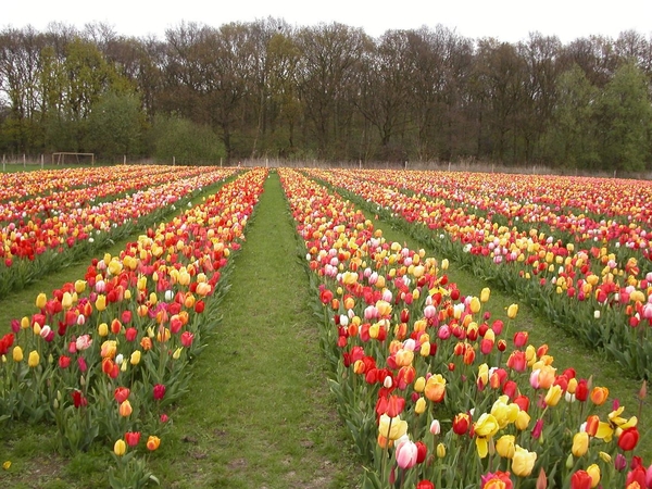 Hoeveel gele tulpen?