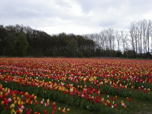 Berendrechtse tulpen