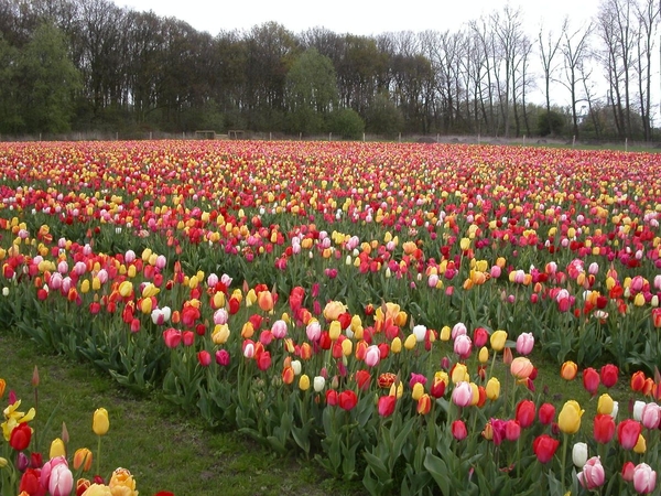 Tulpen