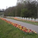 Tulpen aan de gracht