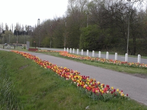 Tulpen aan de gracht