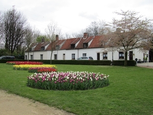 Tulpen in Lillo