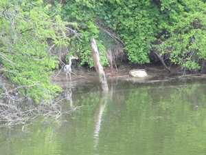 Reiger