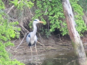 Reiger