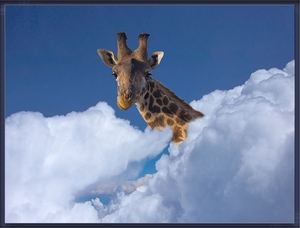 giraffe in de wolken