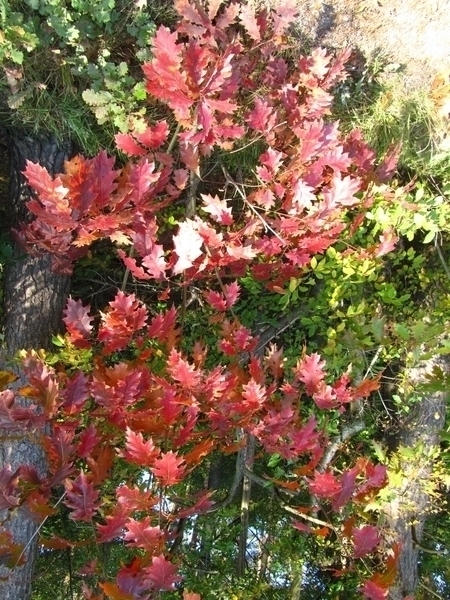 Herfstkleuren