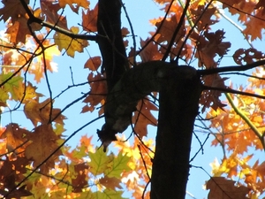 Herfstkleuren