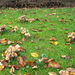 Herfst in kapellen-bos