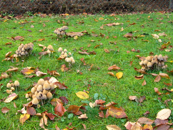 Herfst in kapellen-bos