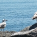 Kroatie 2012 605