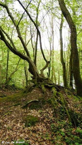 marche batteurs de cuir dinant wandeling