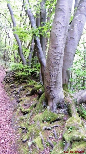 marche batteurs de cuir dinant wandeling